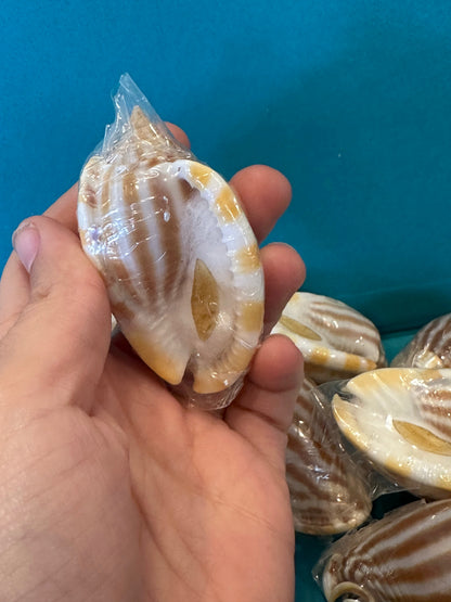 Striped/Flamed Bonnet Shell - Cassis strigatum with Operculum