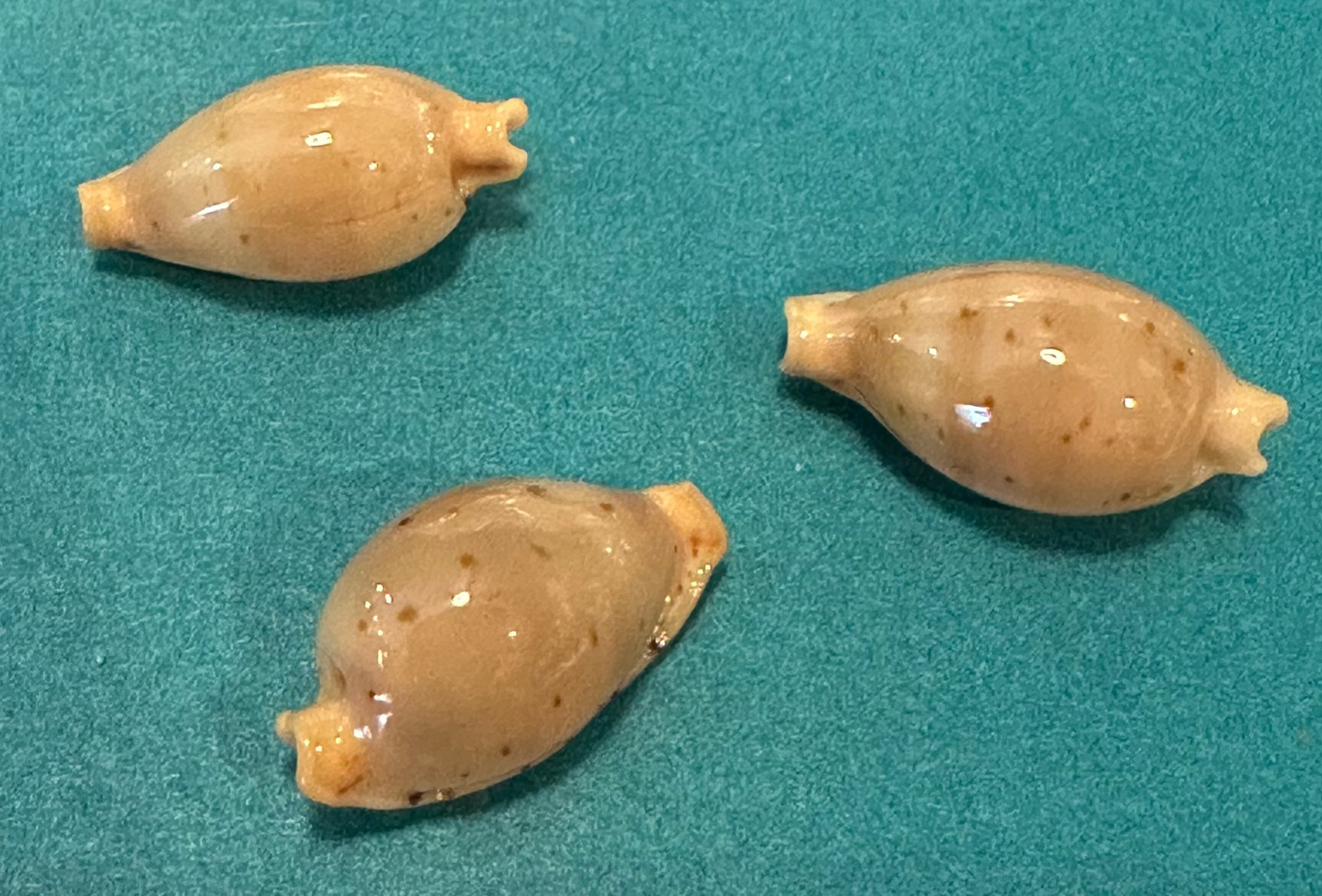 Martin's Cowrie - Cypraea martini with Documentation