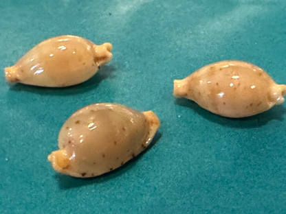 Martin's Cowrie - Cypraea martini with Documentation