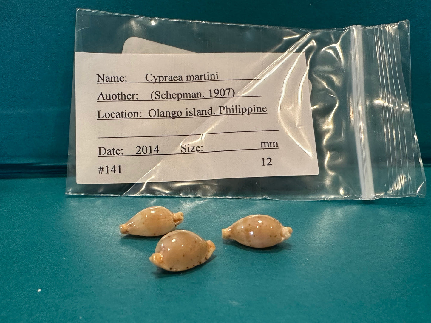 Martin's Cowrie - Cypraea martini with Documentation