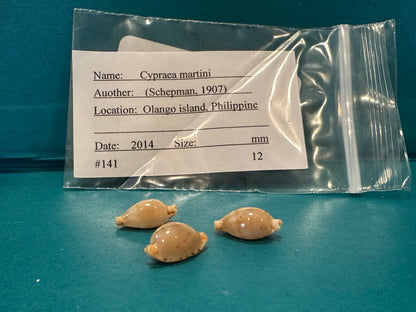 Martin's Cowrie - Cypraea martini with Documentation