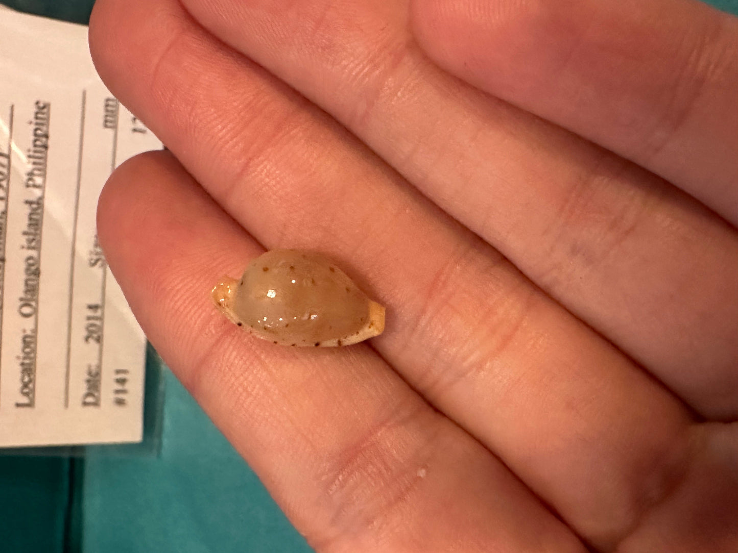 Martin's Cowrie - Cypraea martini with Documentation