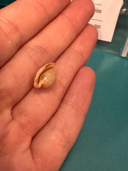 Martin's Cowrie - Cypraea martini with Documentation