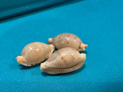 Martin's Cowrie - Cypraea martini with Documentation