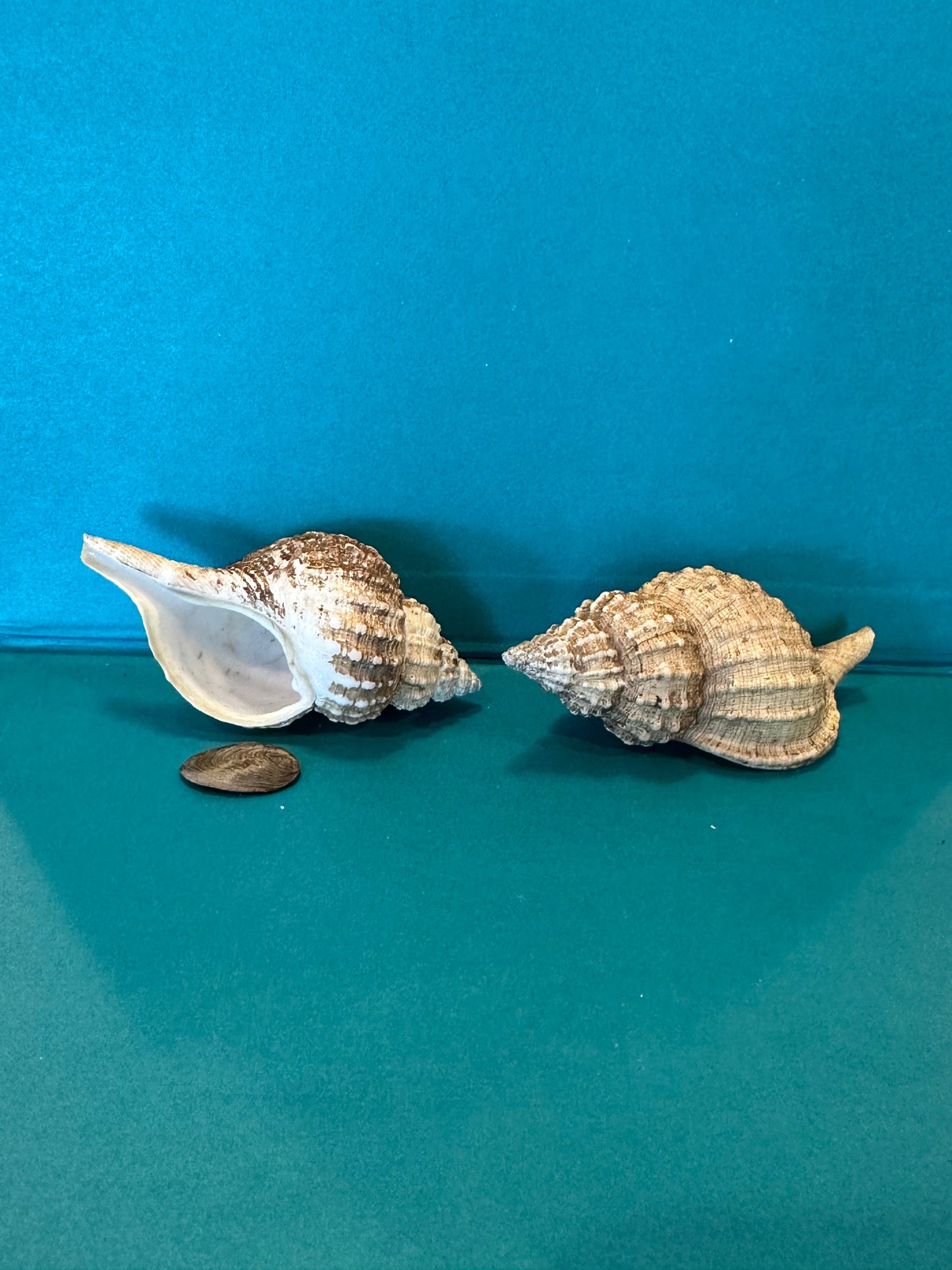 Oregon Hairy Triton - Fusitriton oregonensis with Documentation & Operculum