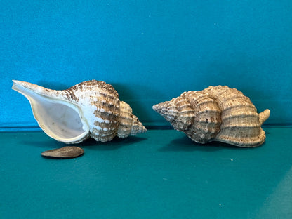 Oregon Hairy Triton - Fusitriton oregonensis with Documentation & Operculum