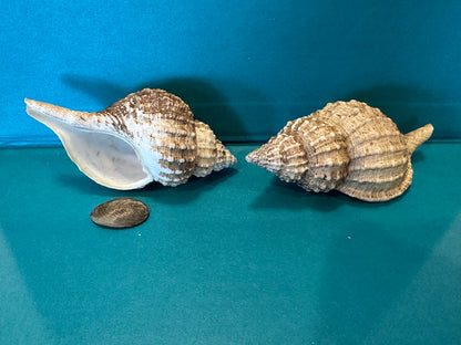 Oregon Hairy Triton - Fusitriton oregonensis with Documentation & Operculum