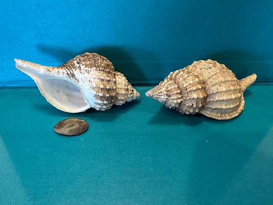 Oregon Hairy Triton - Fusitriton oregonensis with Documentation & Operculum