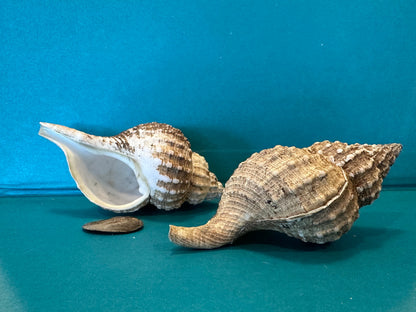 Oregon Hairy Triton - Fusitriton oregonensis with Documentation & Operculum