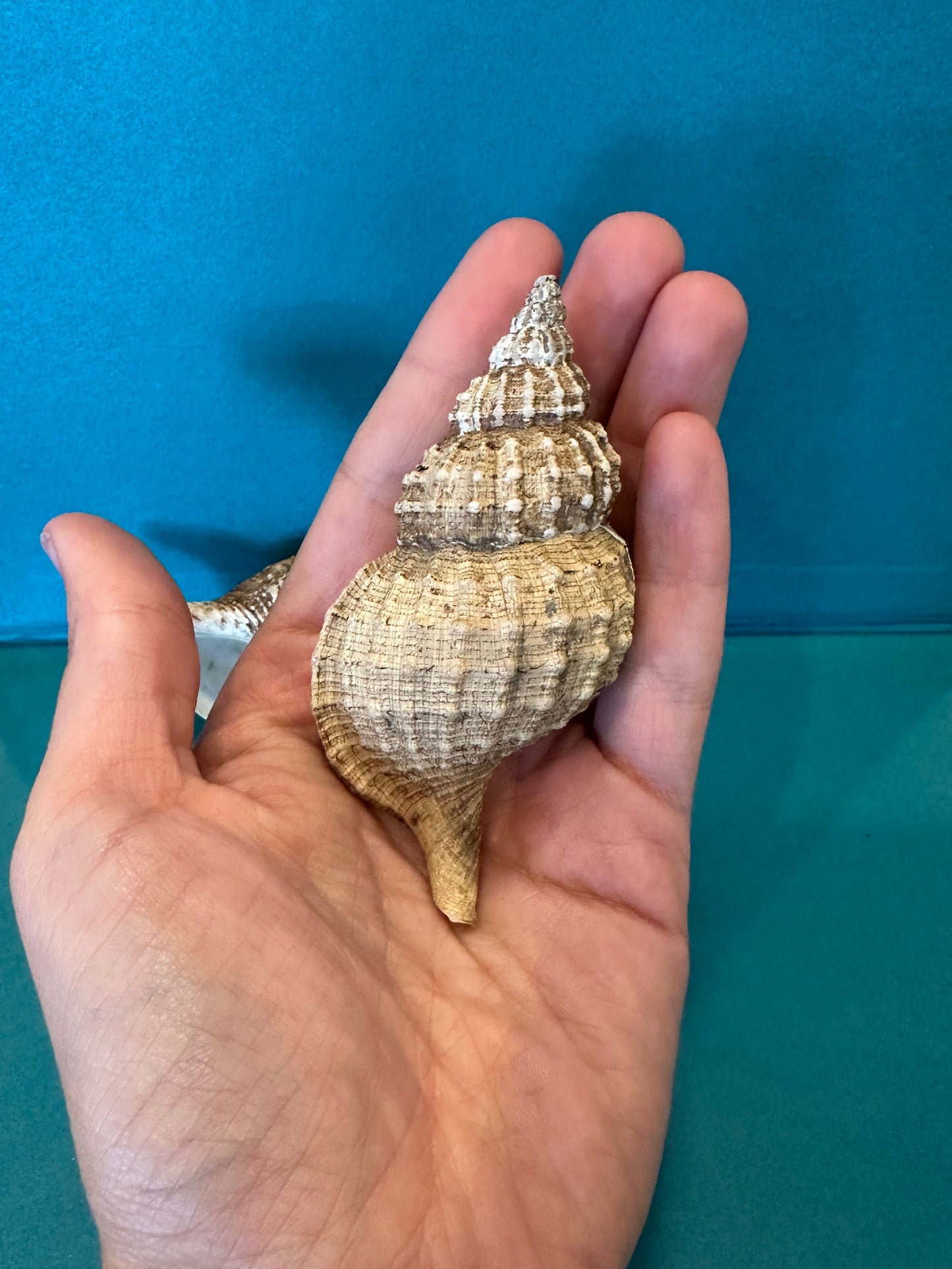 Oregon Hairy Triton - Fusitriton oregonensis with Documentation & Operculum