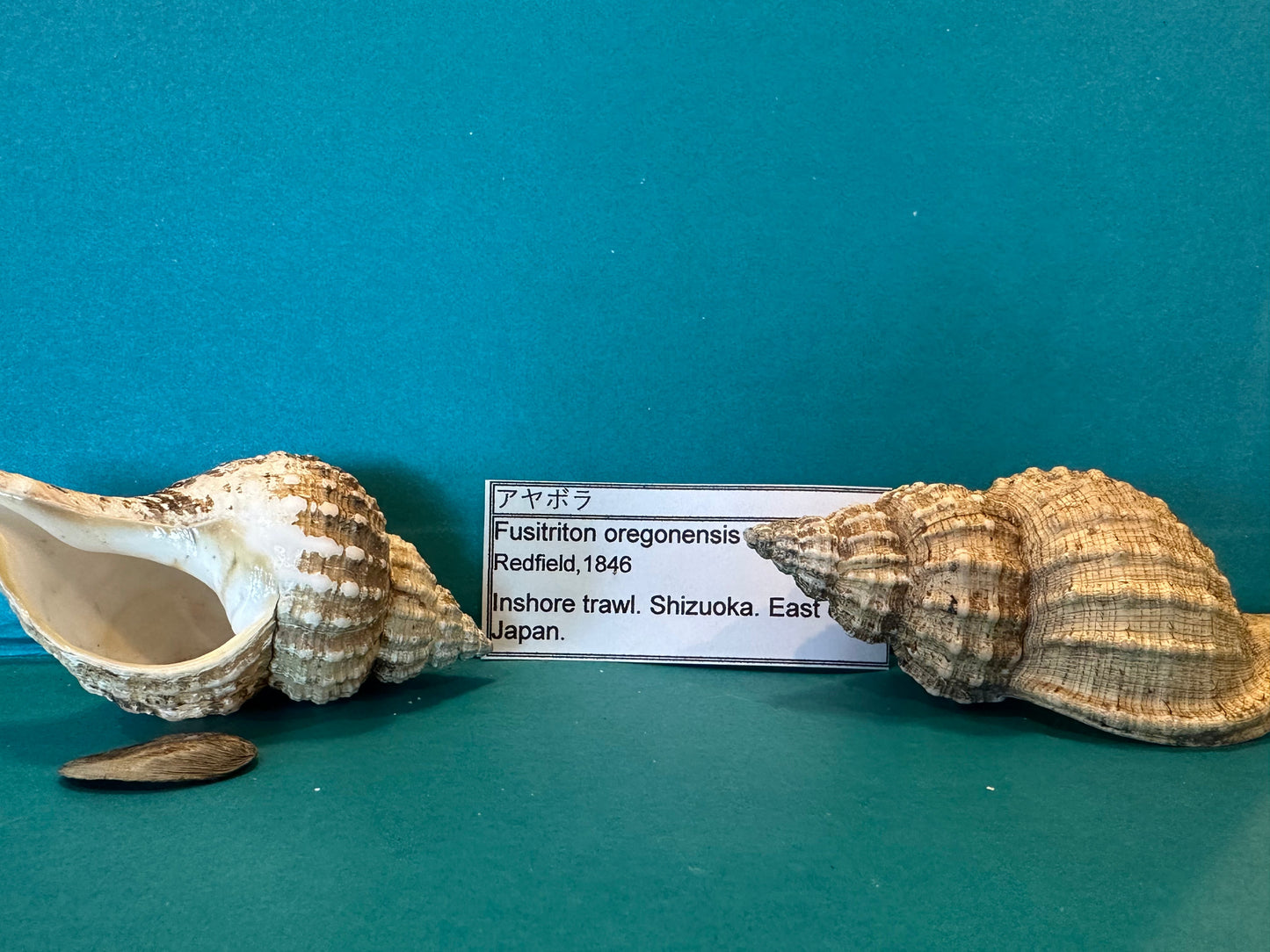 Oregon Hairy Triton - Fusitriton oregonensis with Documentation & Operculum