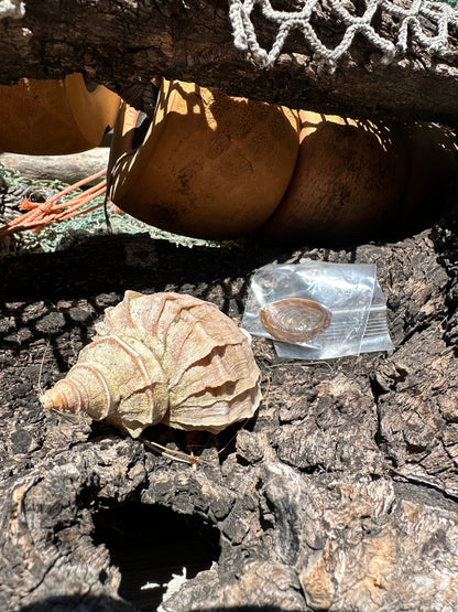 Ezo Neptune - Neptunea polycostata with Documentation & Operculum