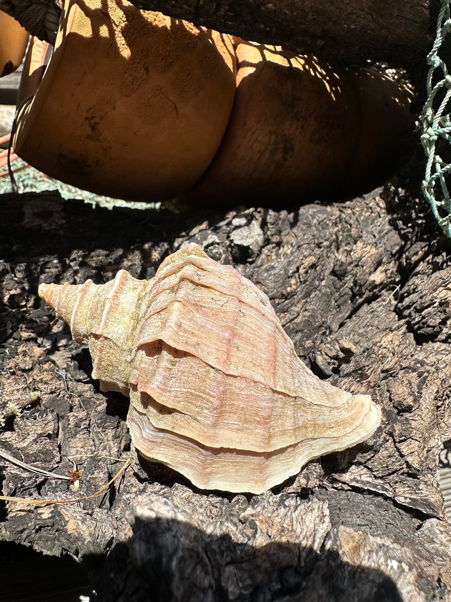 Ezo Neptune - Neptunea polycostata with Documentation & Operculum