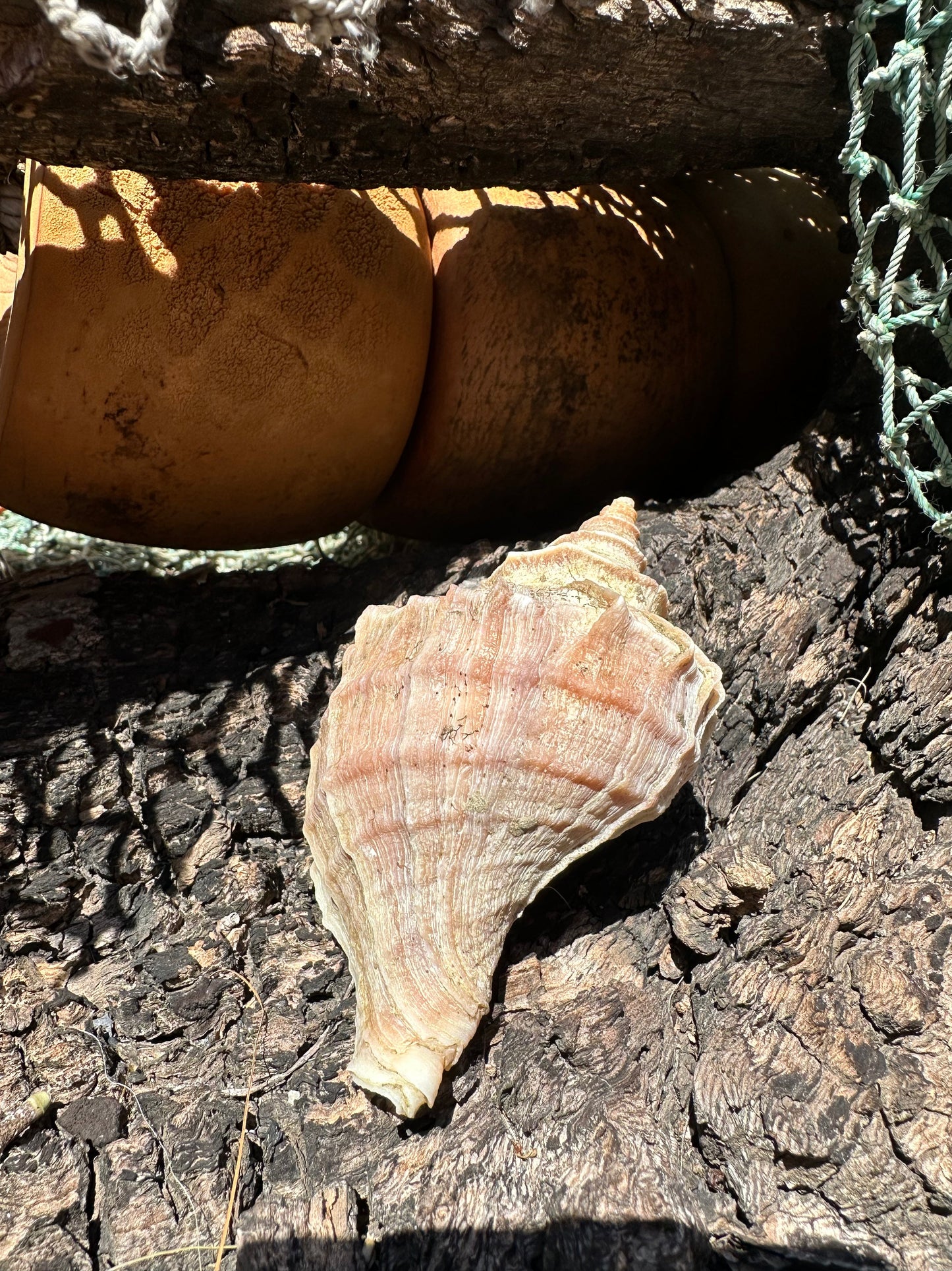 Ezo Neptune - Neptunea polycostata with Documentation & Operculum