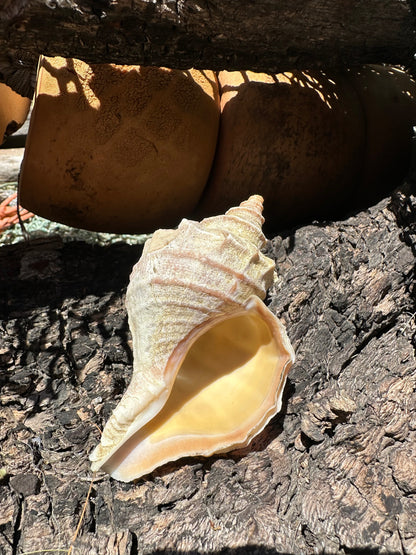 Ezo Neptune - Neptunea polycostata with Documentation & Operculum