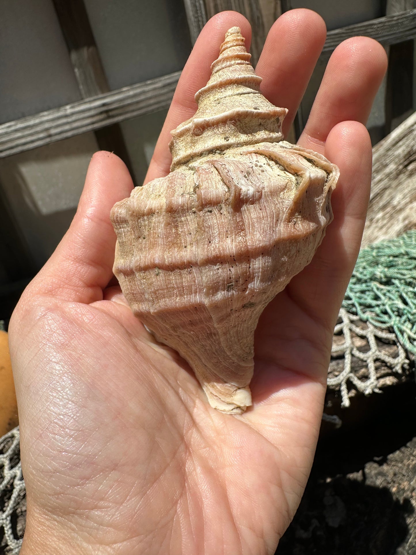 Ezo Neptune - Neptunea polycostata with Documentation & Operculum