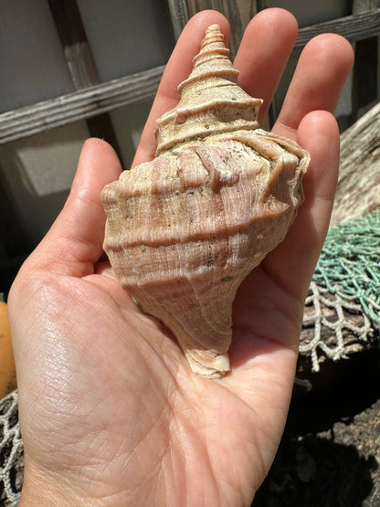 Ezo Neptune - Neptunea polycostata with Documentation & Operculum