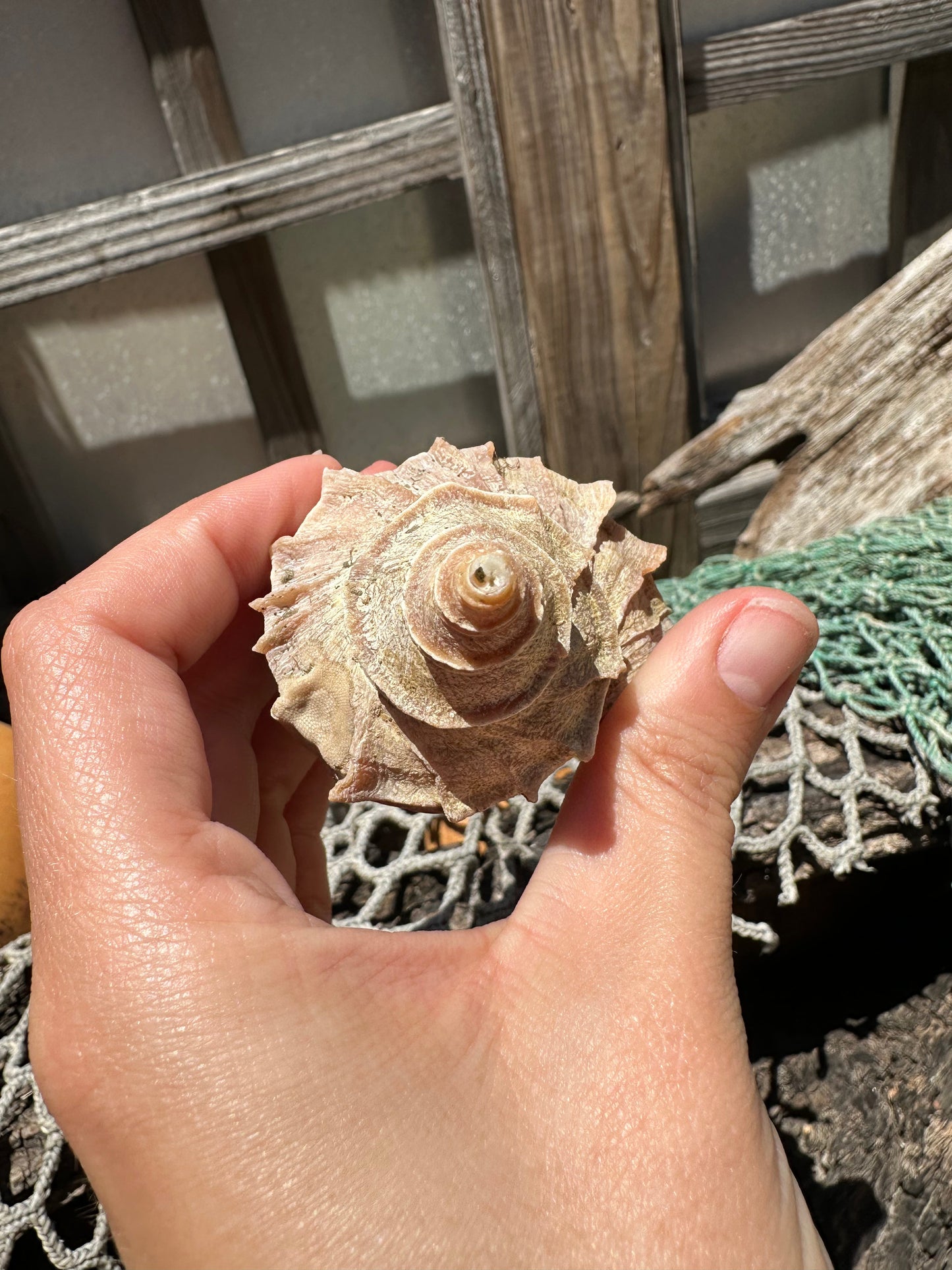 Ezo Neptune - Neptunea polycostata with Documentation & Operculum