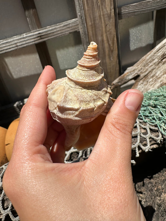 Ezo Neptune - Neptunea polycostata with Documentation & Operculum