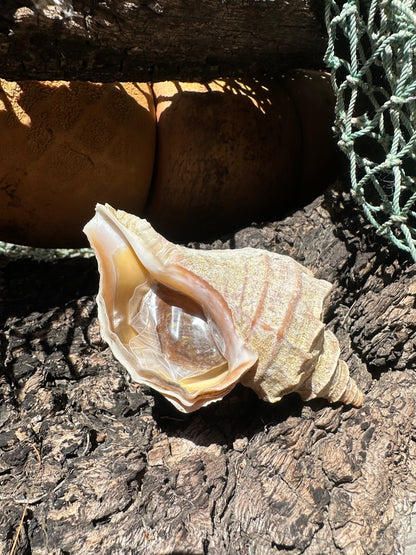 Ezo Neptune - Neptunea polycostata with Documentation & Operculum