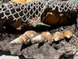 4 Shell Growth Series Friele Whelk - Beringius frielei with Documentation & Opercula