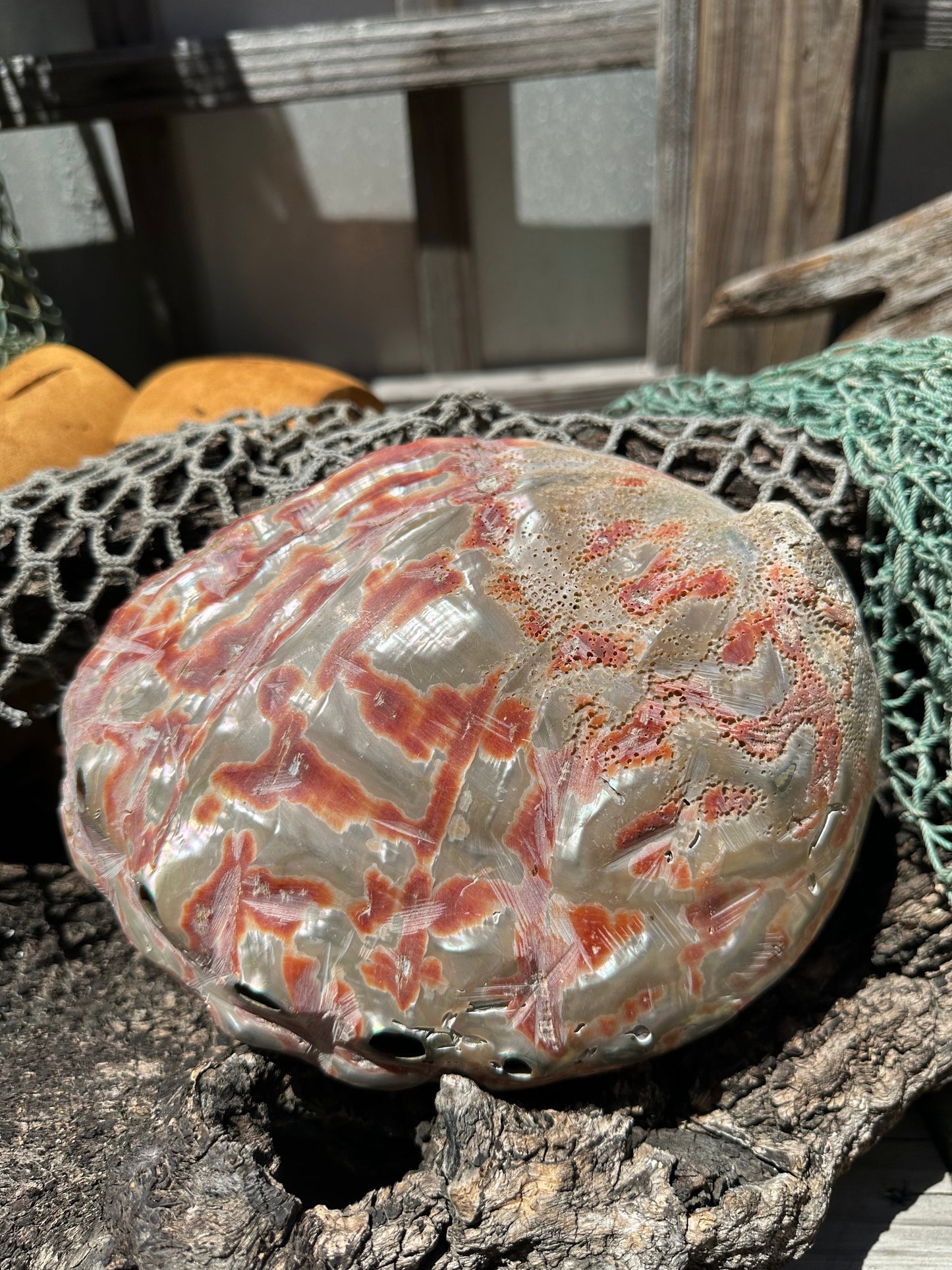 Polished Red Abalone 8.25" - Haliotis rufescens