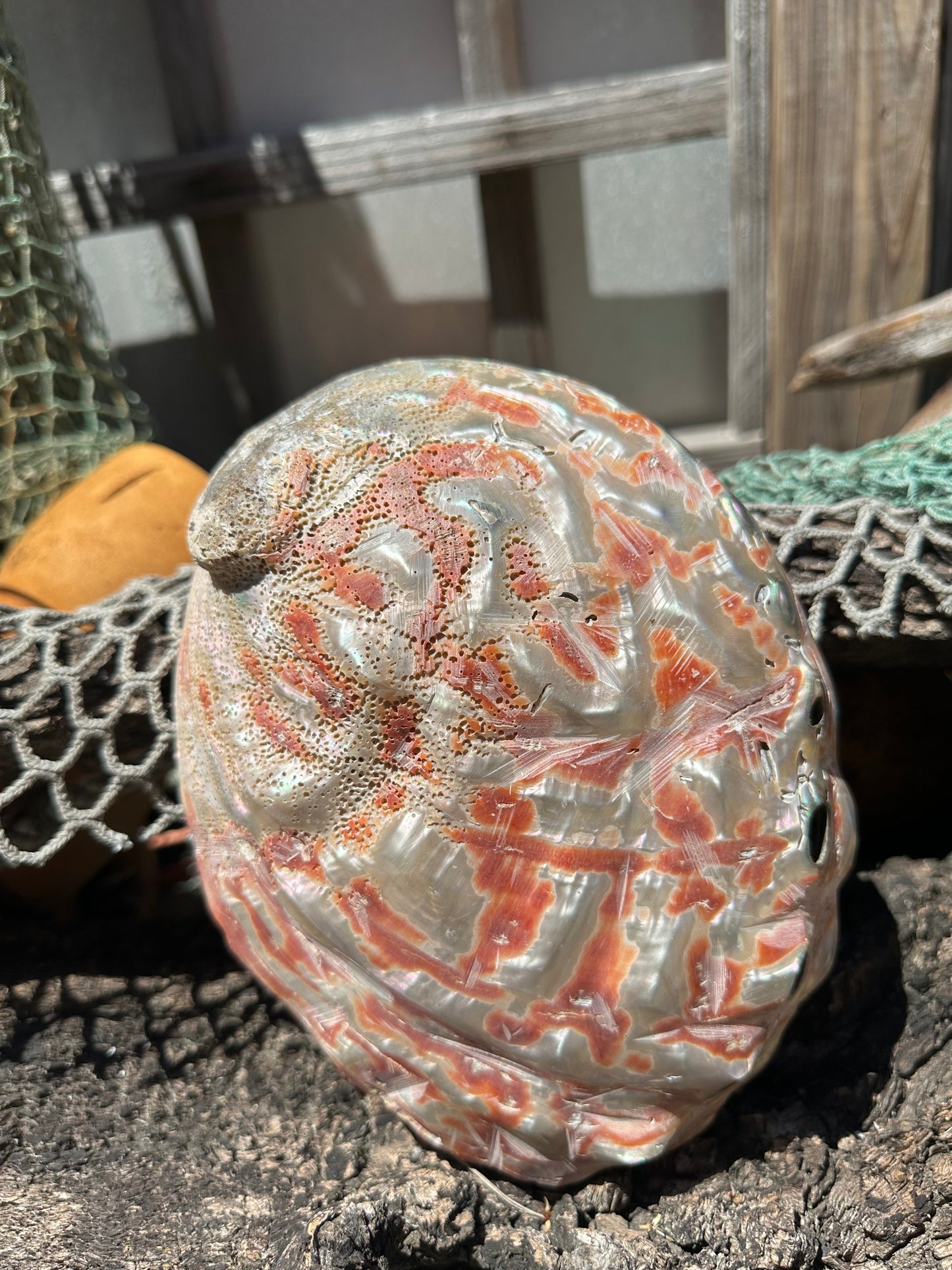 Polished Red Abalone 8.25" - Haliotis rufescens