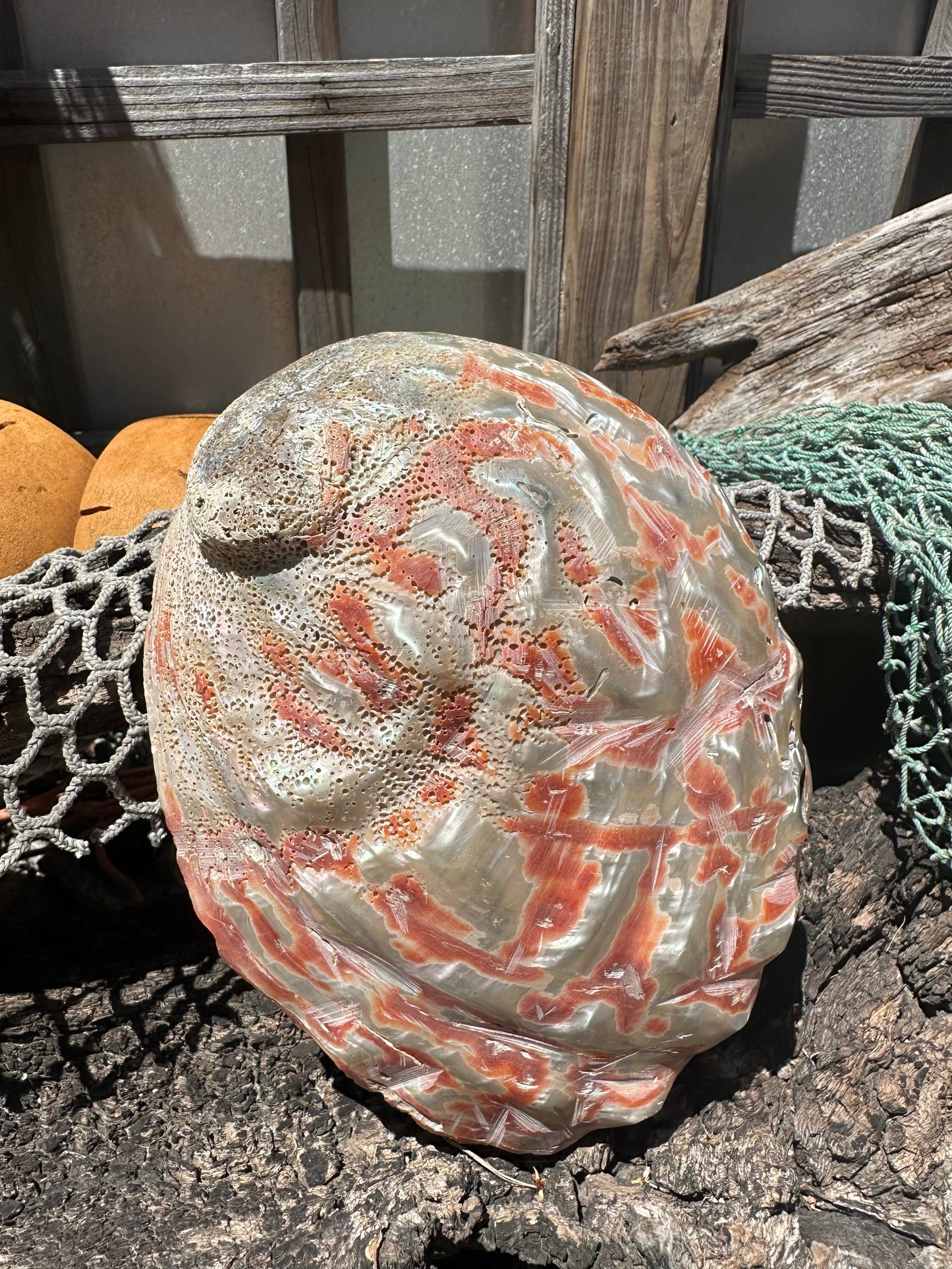 Polished Red Abalone 8.25" - Haliotis rufescens