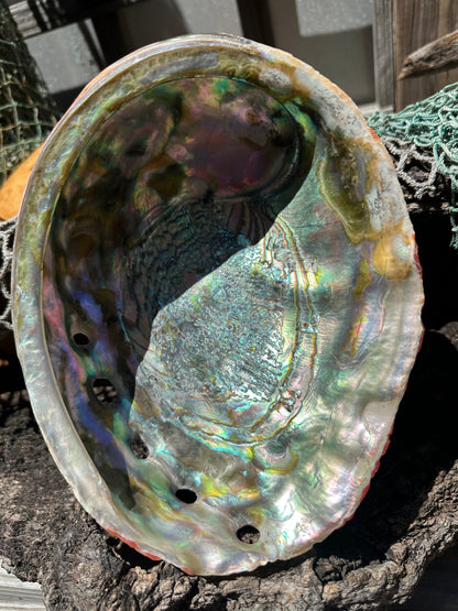 Polished Red Abalone 8.25" - Haliotis rufescens