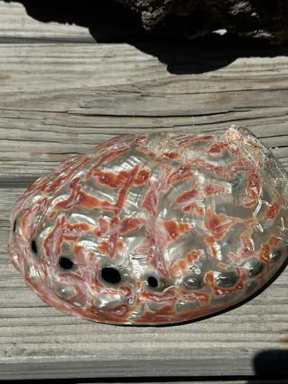 Polished Red Abalone 8.25" - Haliotis rufescens