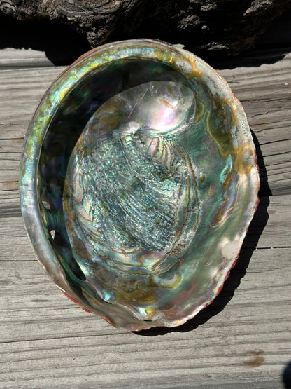 Polished Red Abalone 8.25" - Haliotis rufescens