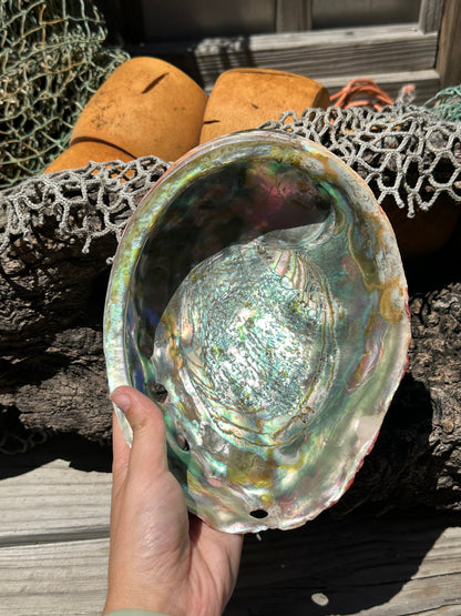 Polished Red Abalone 8.25" - Haliotis rufescens