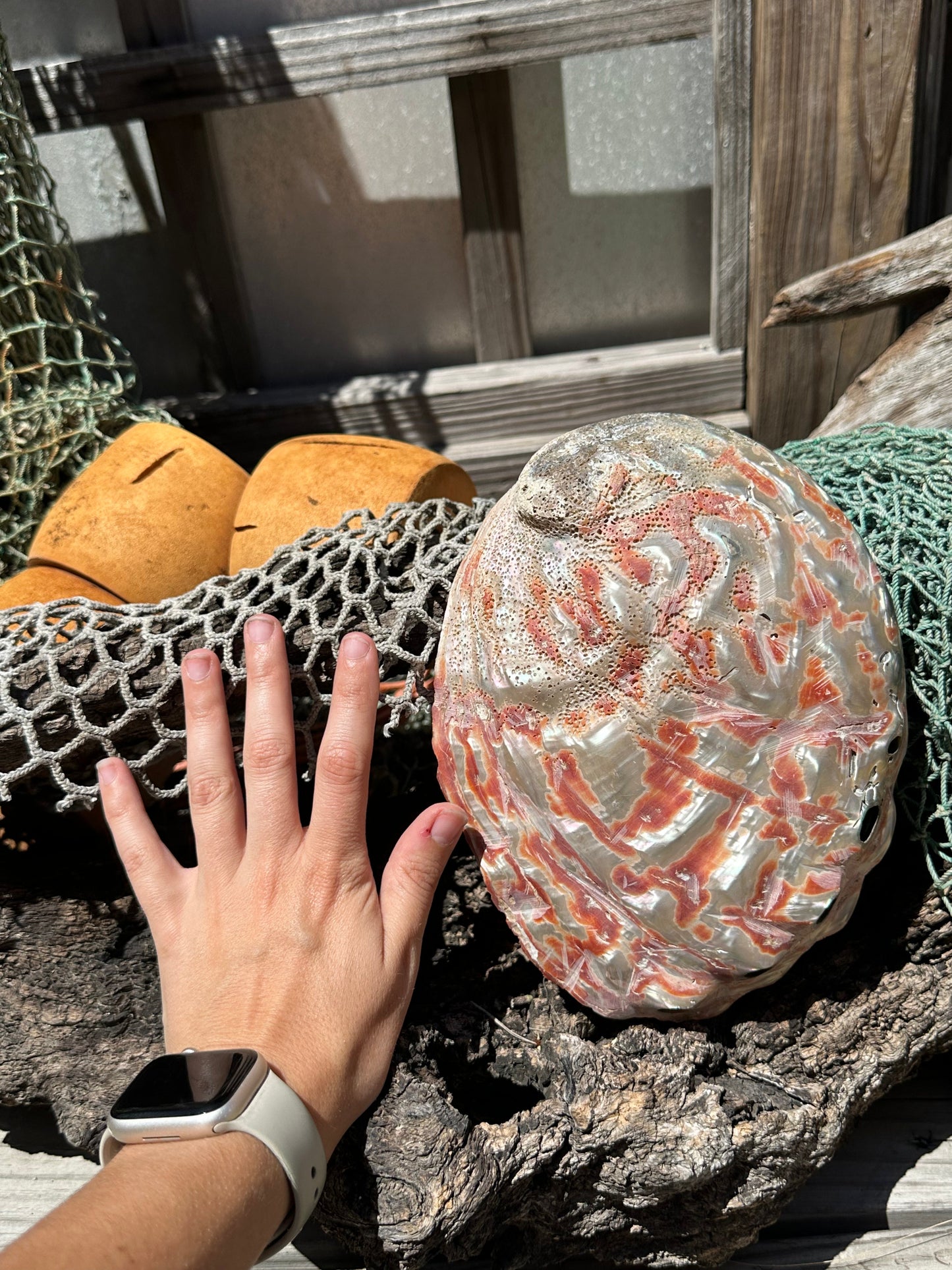 Polished Red Abalone 8.25" - Haliotis rufescens