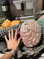 Polished Red Abalone 8.25" - Haliotis rufescens