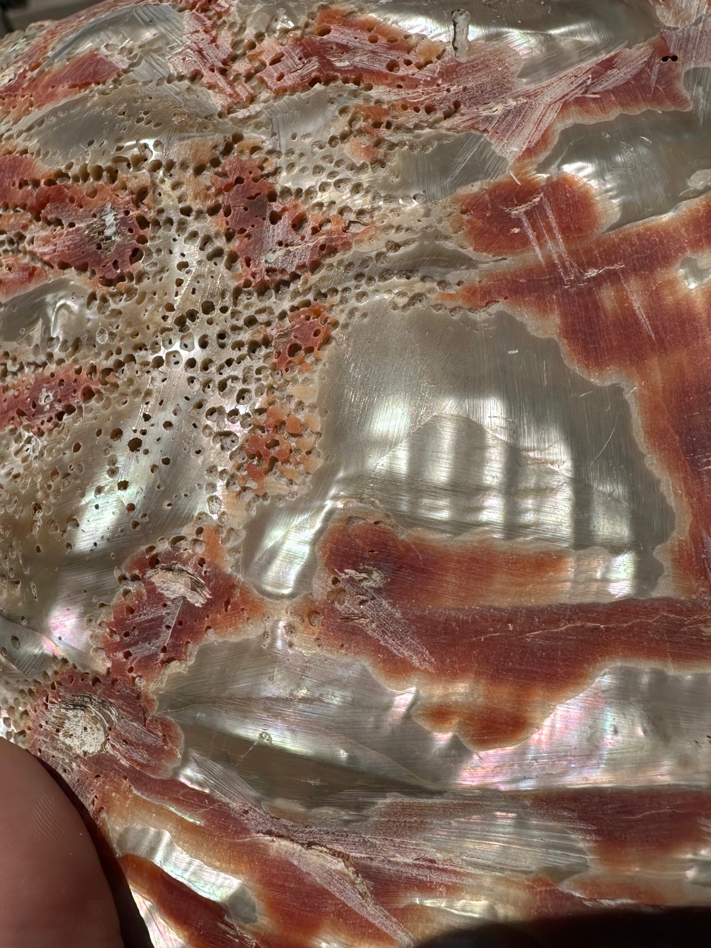 Polished Red Abalone 8.25" - Haliotis rufescens