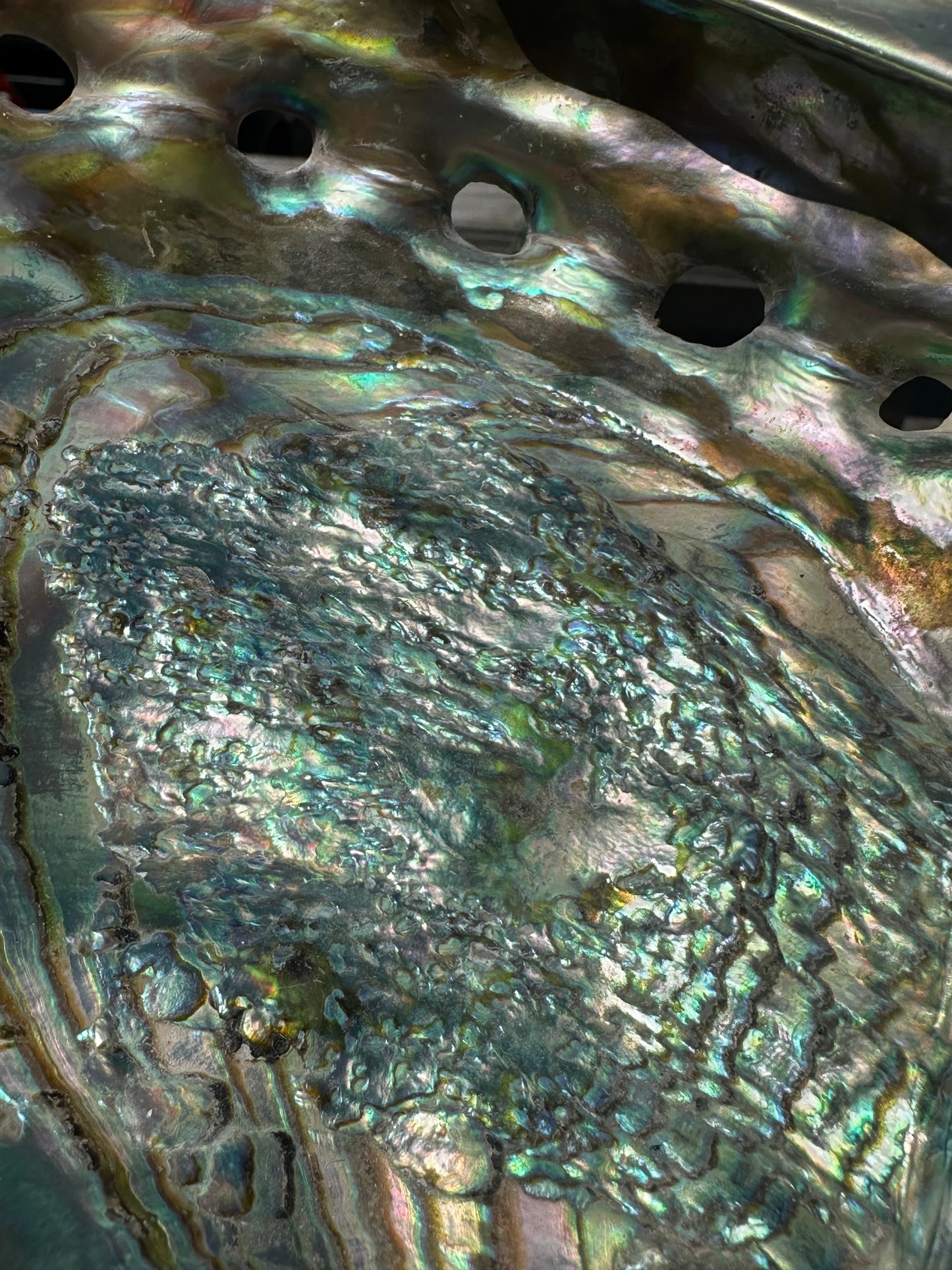 Polished Red Abalone 8.25" - Haliotis rufescens