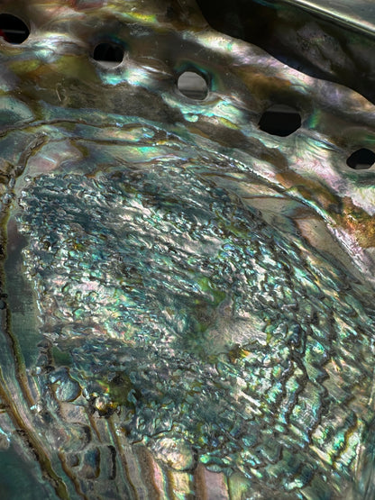Polished Red Abalone 8.25" - Haliotis rufescens