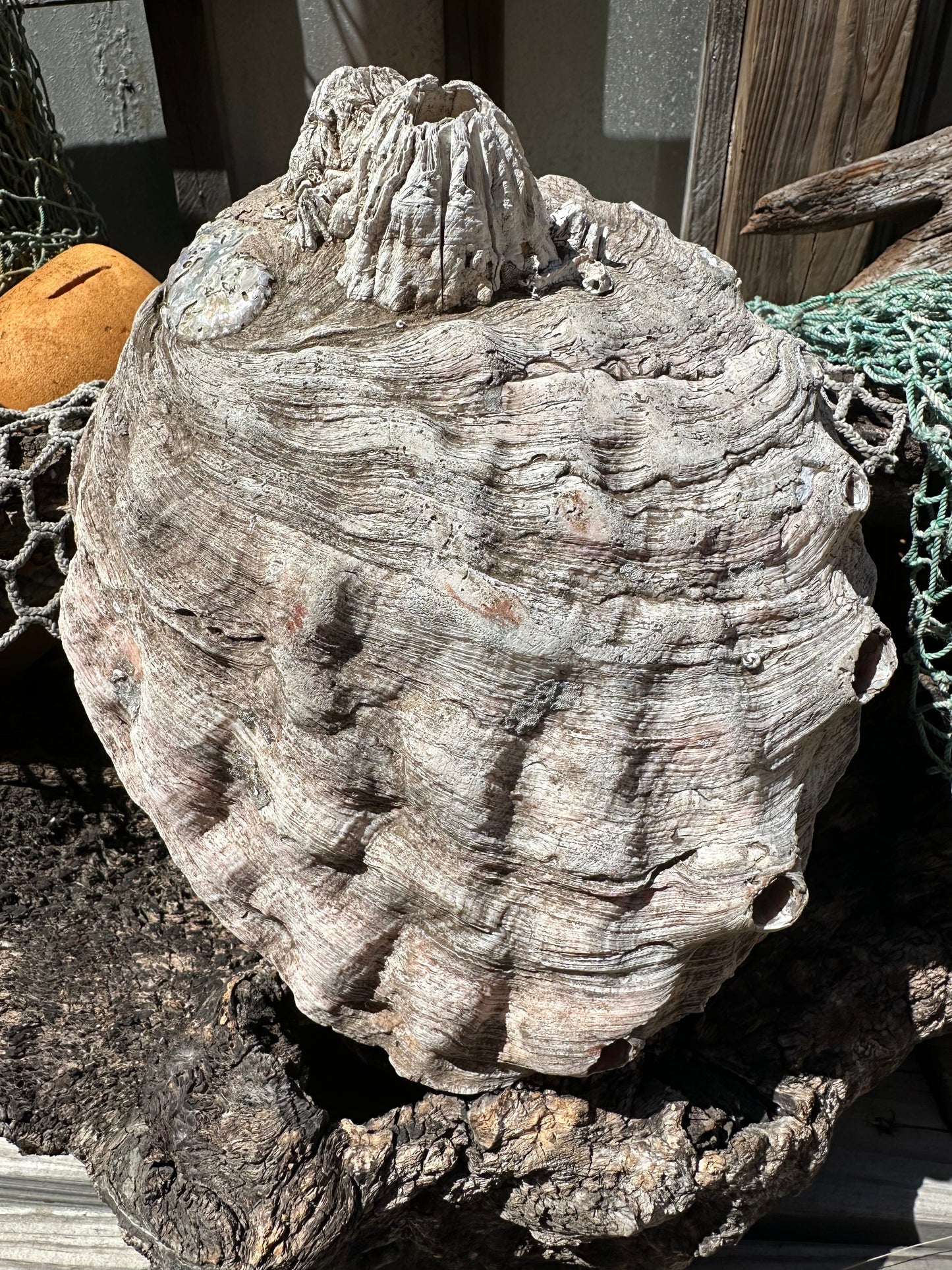 9" Raw Pink Abalone with Barnacle Growth - Haliotis corrugata