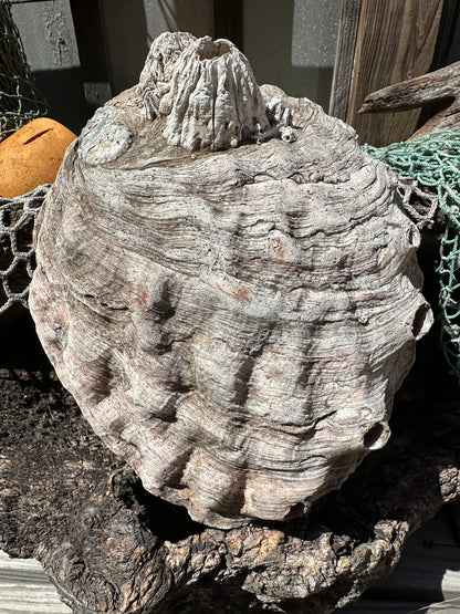 9" Raw Pink Abalone with Barnacle Growth - Haliotis corrugata