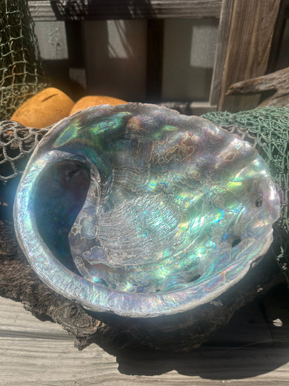 9" Raw Pink Abalone with Barnacle Growth - Haliotis corrugata