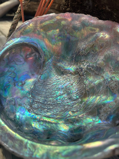 9" Raw Pink Abalone with Barnacle Growth - Haliotis corrugata
