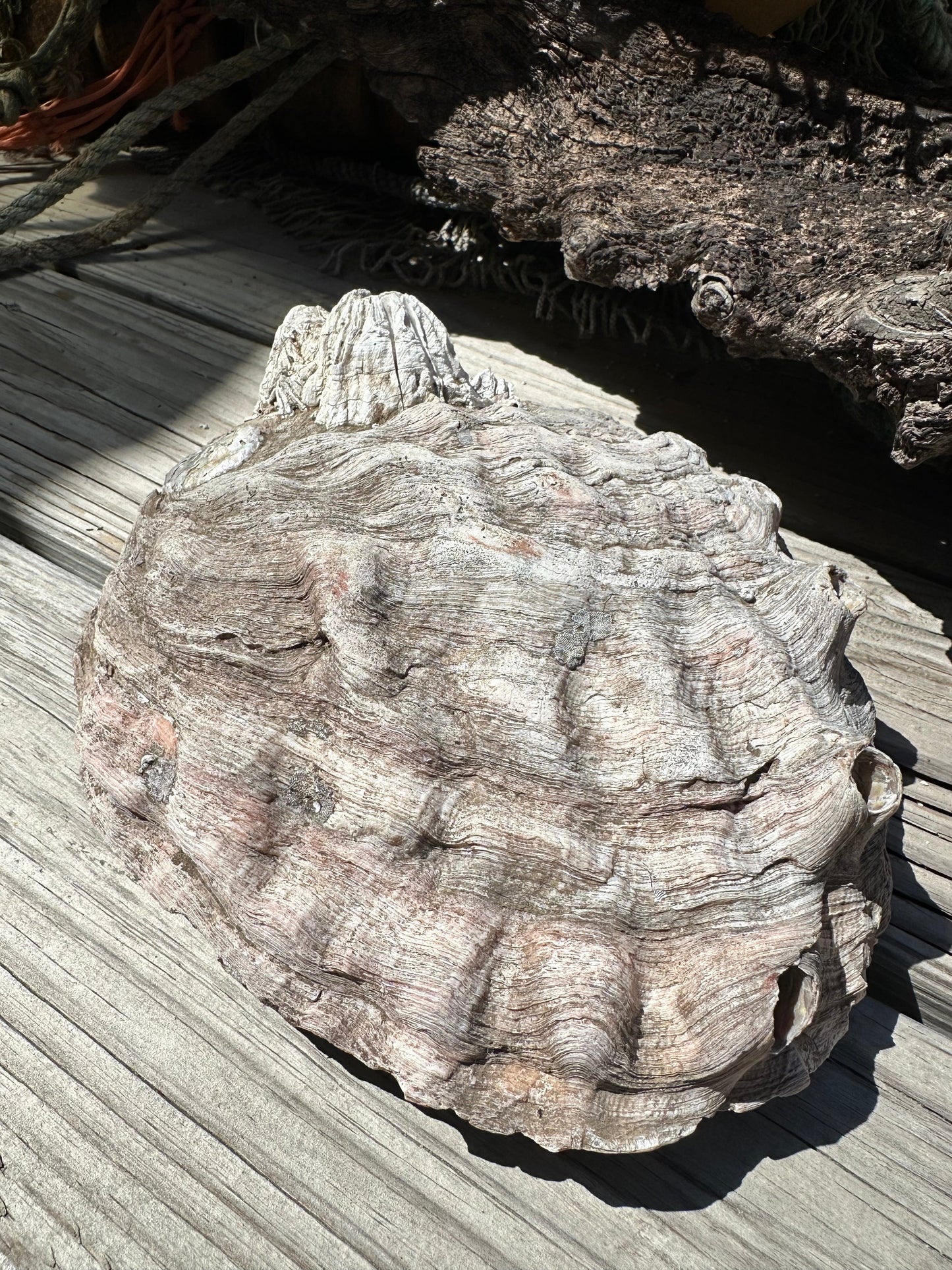 9" Raw Pink Abalone with Barnacle Growth - Haliotis corrugata