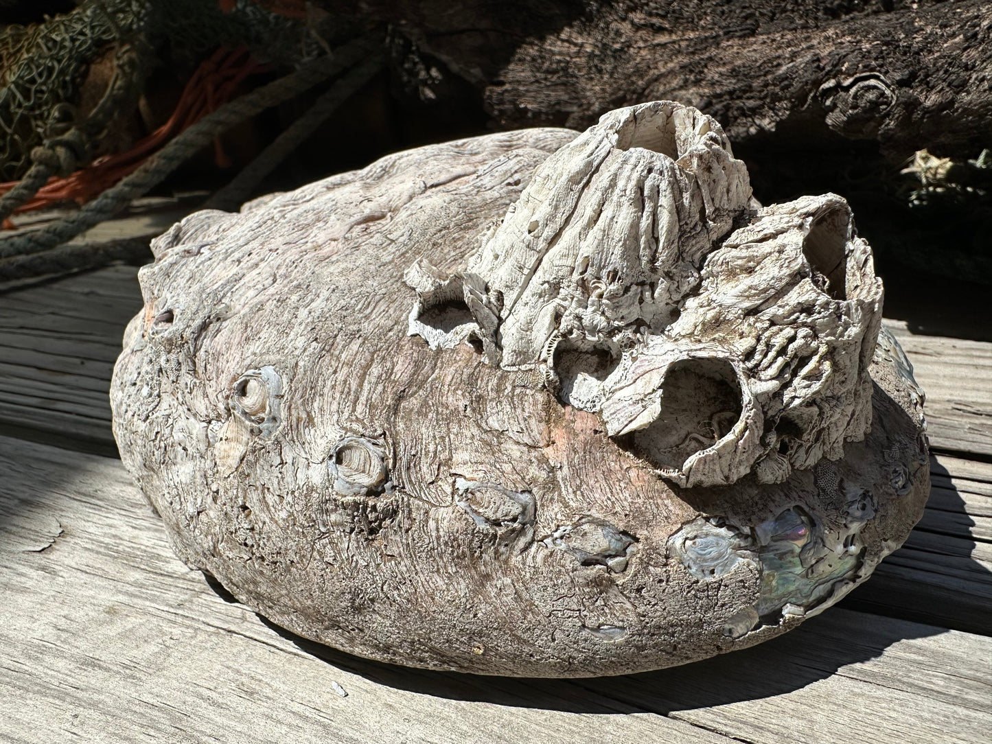 9" Raw Pink Abalone with Barnacle Growth - Haliotis corrugata