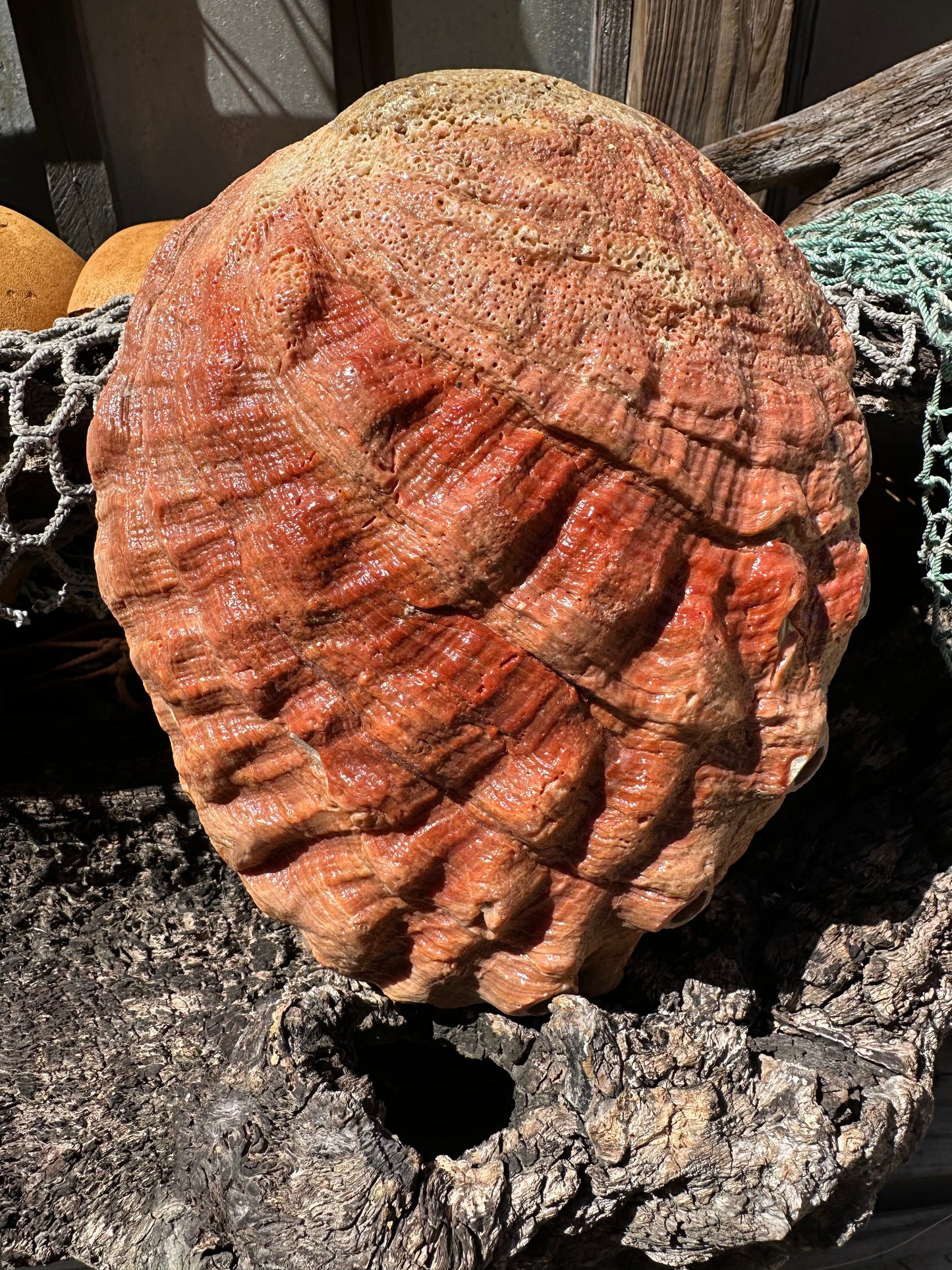 Sealed Red Abalone Shell 8.25" - Haliotis rufescens