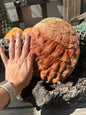 Sealed Red Abalone Shell 8.25" - Haliotis rufescens