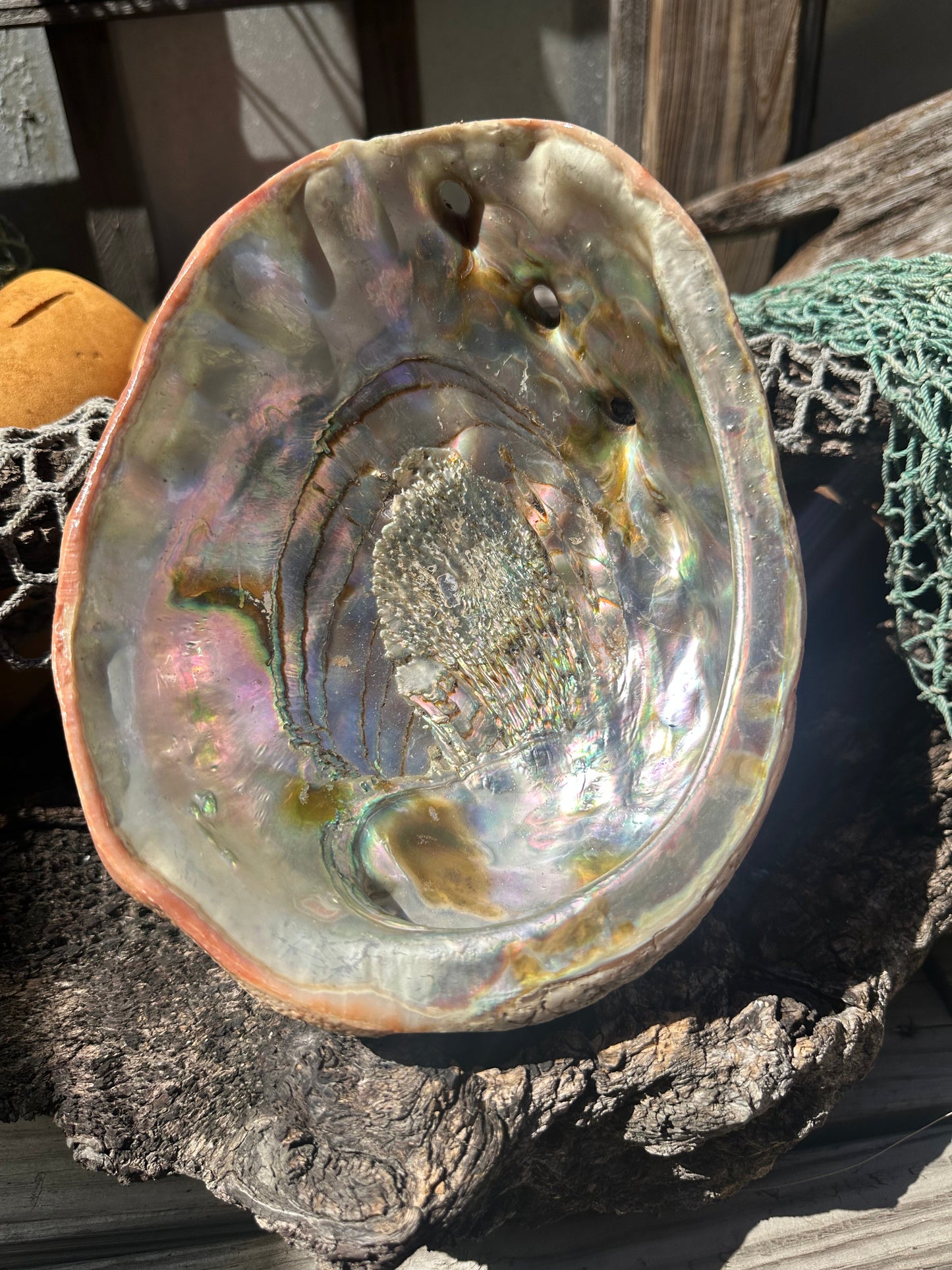 Sealed Red Abalone Shell 8.25" - Haliotis rufescens