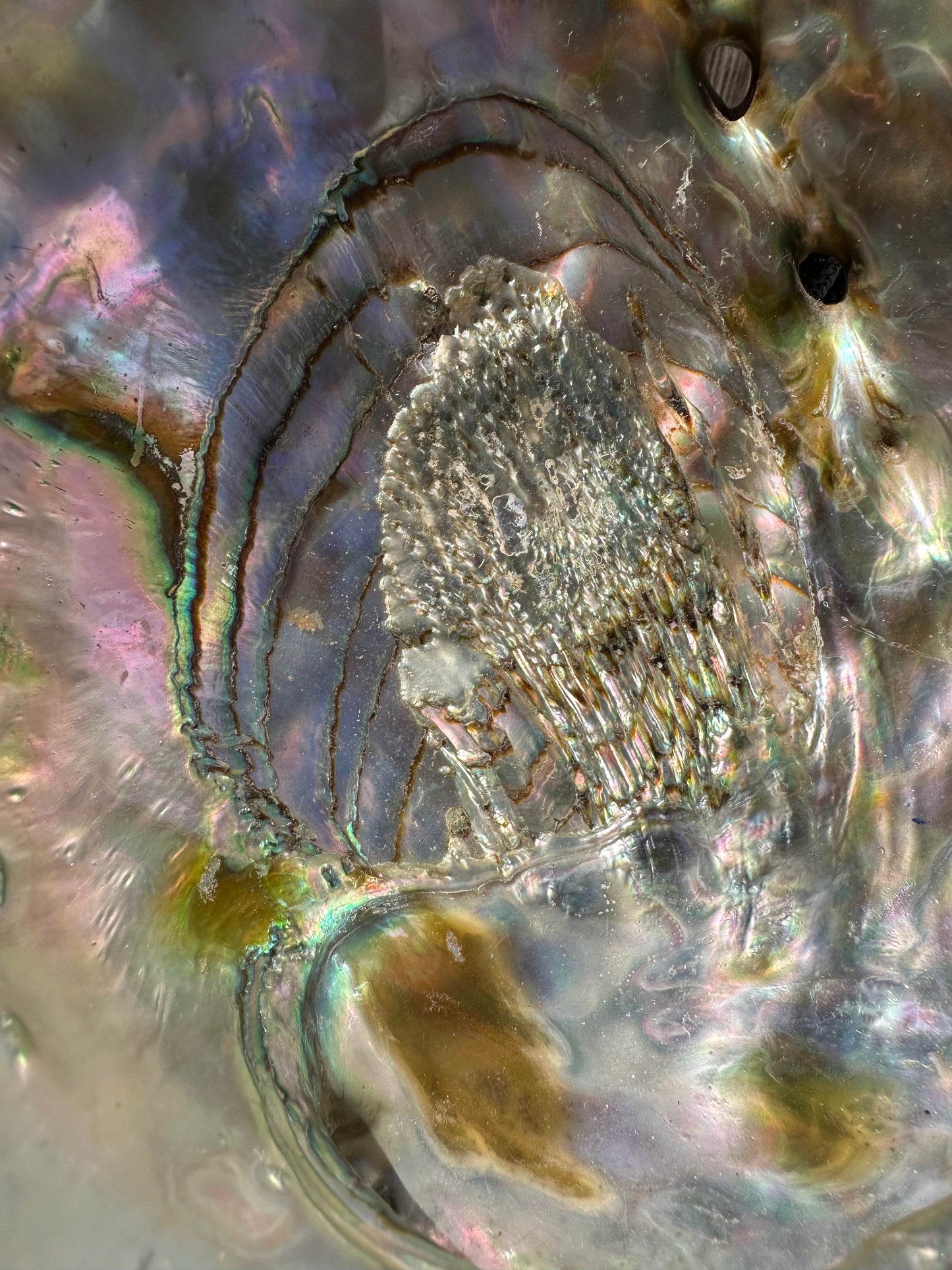 Sealed Red Abalone Shell 8.25" - Haliotis rufescens
