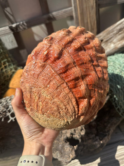 Sealed Red Abalone Shell 8.25" - Haliotis rufescens