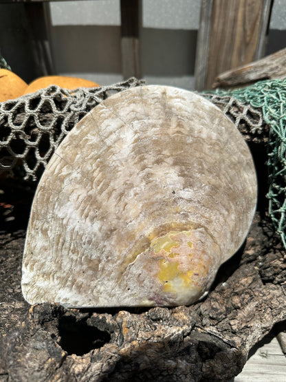 XL Raw Gold Lipped Pearl Oyster Display Shell – Mother of Pearl Specimen Pinctada maxima