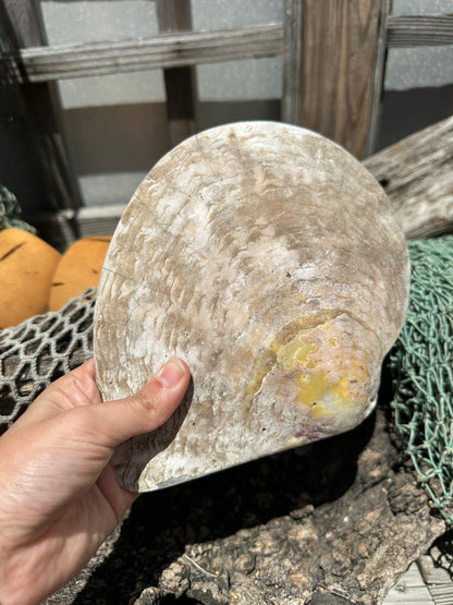 XL Raw Gold Lipped Pearl Oyster Display Shell – Mother of Pearl Specimen Pinctada maxima